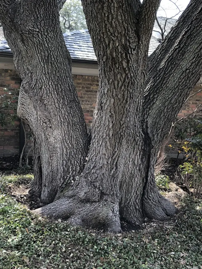 Mature heritage tree close to a Dixon property cared for by certified arborists